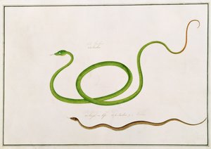 Volun Daw-on, de Dessins d